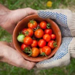 tomate